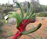 Portal Cool Rojo y verde de la pata de canguro 50 semillas tolerantes a la sequía de las plantas de hoja perenne Aglutinación