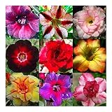 Adenium obesum flores colores mezclados bonsai - 10 semillas