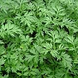 Semillas de ajenjo, ajenjo Semillas 100 piezas de humedad demanda Disminuya la inflamación Cultivos Semillas Yard Ajenjo para la jardinería Ideal regalo al aire libre