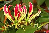 Gloriosa Superba - Flame Lily - Semillas de plantas tropicales raras (10)