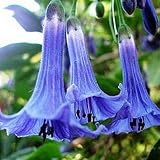 Fruta Vegetal Vegetal Planta 50Pcs/Bolsa Datura Stramonium Seeds Fragante Vibrante Georgic Gardening Gift Thorn Apple Seeds for Planting - Purple Datura Stramonium Seeds Plant Your Own Garden
