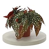 Planta de lunares Begonia Maculata de 20 cm para interiores (maceta de plástico estándar de 12 cm)