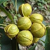 2 Piezas Nogal Pecan Semillas Resultados Del Año Frutal Flores Árboles Perennes Plantación En El Patio Del Jardín Disfrute De La Alegría De La Cosecha Paisaje Pastoral