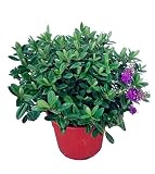 HEBE VERÓNICA VERDE (Pack de 2 unidades) - Maceta 5L