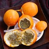 Inicio Jardín 15 Semillas Naranja Amarillo Colombia fruta de la pasión, Granada, Granadilla, Granadilla de envío dulce de semillas libres