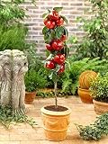 SONIRY 30pcs Manzana Malus domestica Bonsai Enano de Manzanas de árboles Bonsai perennes Plantas en macetas de Interior o al Aire Libre para la Planta casera: Mezclado