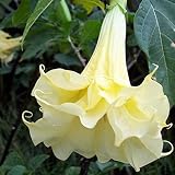 P12cheng Semillas de plantas Datura Stramonium - 50 unidades de semillas, fragantes y vibrantes semillas de manzana para plantar - semillas de estramonio amarillo