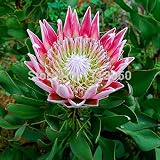 100 PC/bolsa, semillas de Protea Cynaroides, semilla en maceta, semilla de flor, variedad completa