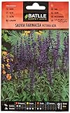 Salvia farinacea Victoria azul