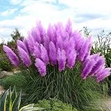 Raras Pampas Garss Semillas de Pampas Semillas de Plantas de Hierba de Pampas Hogar Decoración de Jardín Plantas Al Aire Libre (200 Piezas)