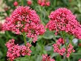 5 Semillas de flores rojas de la barba de Júpiter Centranthus Ruber coccineus