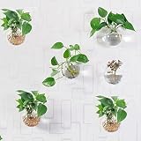 6 maceteros redondos de cristal para colgar en la pared