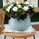 Arbusto de Hoja Perenne para Interior 'Gardenia Jasminoides' Jazmín Del Cabo Planta Decorativa de Interior en Maceta 12cm