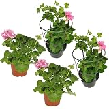 Pack de 2 Geranios y 2 Murcianas o Gitanillas Lote de Cuatro Plantas con Flor para Jardín