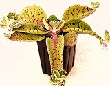 Orejas de burro - planta de kalanchoe gastonis-bonnieri suculentas exóticas semillas 100 semillas