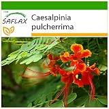 SAFLAX - Pequeño flamboyan - 10 semillas - Con sustrato estéril para cultivo - Caesalpinia pulcherrima