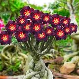 Rosa del desierto planta/Se puede cultivar en interior y exterior/Flor misteriosa-1,1bulbos