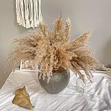 15 plantas de hierba de pampa,40-45 cm Flor de hierba de pampa seca natural Pampas Secas Decoracion Esponjosa Pampas Grass Decoración de hierba de caña para boda,decoración del hogar boho (gris)