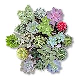 Cactus y Suculentas Plantas Variadas Naturales Pack de Plantas Crasas y Cactus Variados (5)