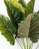 Planta de oreja de elefante gigante / ñame fresco / hoja enorme / vitalidad fuerte /Flores romanticas-10Bulbos