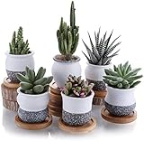 T4U 6cm Cerámico Mini Estilo Coreano Serie de Nieve Suculento Maceta de Cactus Flor Macetas Envase Plantas con Bandejas de Todo Color Conjunto de 6