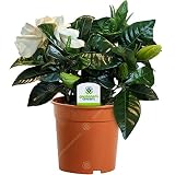 Gardenia Jasminoides Jazmín Del Cabo - 1 Planta - Árbol Natural de Interior para Hogar / Oficina en Maceta