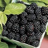 TOYHEART 200 Piezas De Semillas De Frutas De Primera Calidad, Semillas De Frambuesas Negras, Dulces, Nutritivas Y Deliciosas, Semillas De Frutas De Frambuesa Negra Para El Hogar Semillas de mora #