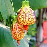 100 uds. de semillas de flores Abutilon Pictum, alta tasa de germinación, plantas bonsái fáciles de crecer, jardín, patio, balcón, decoración para jardín, agricultura en casa Abutilon Pictum S