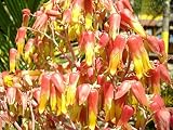 Genipap 50pcs BURRO OREJAS Kalanchoe Gastonis-Bonnieri semillas de plantas