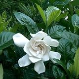 Semillas Gardenia Jazmín del Cabo Bush (Gardenia jasminoides) + 50 Semillas