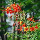 AchidistviQ 50 semillas de Caesalpinia Pulcherrima resistentes a la sequía de plantas tropicales de plantas para plantación de jardines y semillas de Caesalpinia pulcherrima
