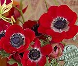 Bulbos de Flores (10 X Anémonas coronaria HOLLANDIA)