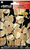 Lunaria MONEDA PAPA
