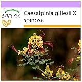 SAFLAX - Ave del paraíso - 10 semillas - Caesalpinia gillesii