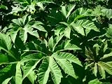 seedsown Semillas Tetrapanax papyrifera ESTEROIDEOS Gigante!