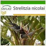 SAFLAX - Ave del Paraíso gigante - 5 semillas - Con sustrato estéril para cultivo - Strelitzia nicolai