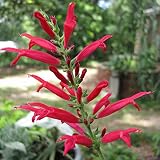 Oce180anYLVUK Semillas De Salvia Roja, 50 Piezas Semillas De Salvia Roja Natural Subarbusto Heliófilo Plantas De Bonsái Ornamentales Perennes Para Jardín Semilla