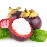 TENGGO Egrow 50Pcs/Pack Mangostán Semillas Tropical Sour Sweet Fruit Semillas Plantas de jardín Árbol Bonsai