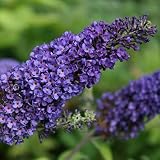 Buddleja Davidii - Arbusto de mariposa (40-60 cm), color azul