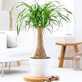 Beaucarnea Recurvata 40-50 cm maceta Pata de Elefante Planta de Regalo de Interior