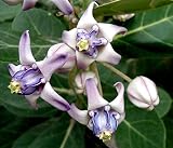 Calotropis gigantea arbusto 10 Semillas, algodoncillo gigante flor de la corona para las mariposas!