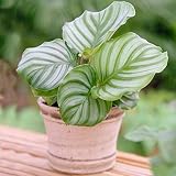1 x Planta Siempreverde Calathea Planta de Pavo Real|Planta de Regalo para Interiores (Maceta de 30-40cm Incluida)