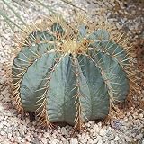 Semillas azul Cactus de barril (Ferocactus glaucescens) 20 + Seeds (40) Semillas