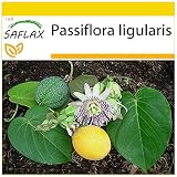 SAFLAX - Granadilla - 20 semillas - Passiflora ligularis