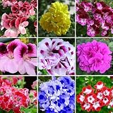 30 Piezas De Semillas De Geranio De Mezcla Para Jardín Crea Paisajes De Patio Exquisitos La Fragancia Fresca Atrae Mariposas Abejas Arbusto De Bajo Mantenimiento Fácil De Plantar
