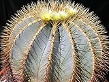 Portal Cool Ferocactus glaucescens (20 semillas) Muy Rare Succulent Cactus Plant Samen Korn
