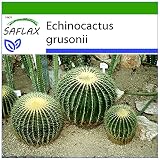 SAFLAX - Asiento de suegra - 40 semillas - Con sustrato estéril para cultivo - Echinocactus grusonii