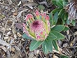 Aamish 5pcs Protea Roupelliae Silver Sugarbush semillas de plantas