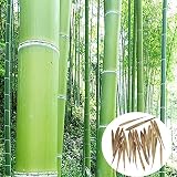 Bluelover Árbol Siempreverde De 100Pcs Jardín Bambú Moso Semillas Plantas De Patio Phyllostachys Pubescens
