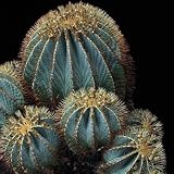 Semillas azul Cactus de barril (Ferocactus glaucescens) 20 Semillas
